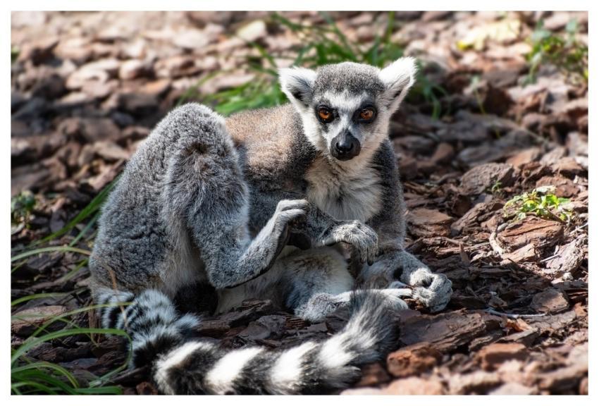 Lemur Maki Nature Catta