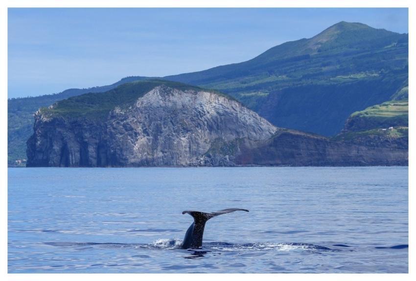 Whale Fin Dive Water