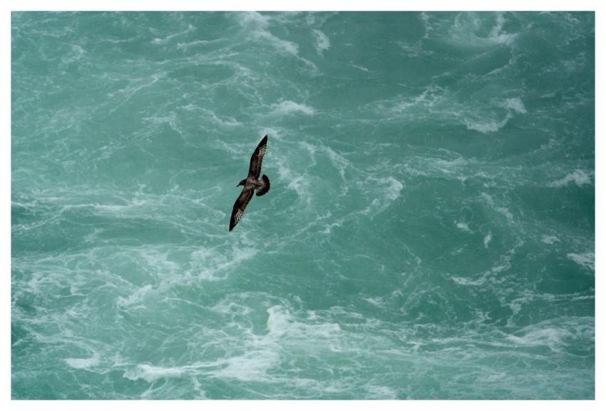 Bird Gull Water Niagara