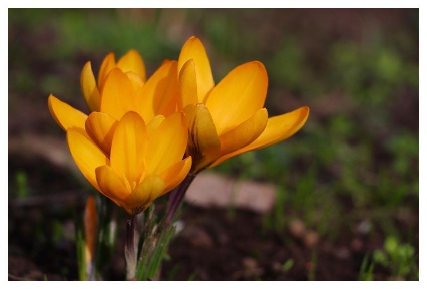 Crocus Yellow Flowers Spring Flowers Natural Garde