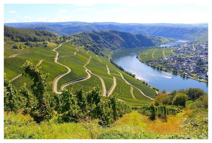 Moselle Flow Vineyards Landscape