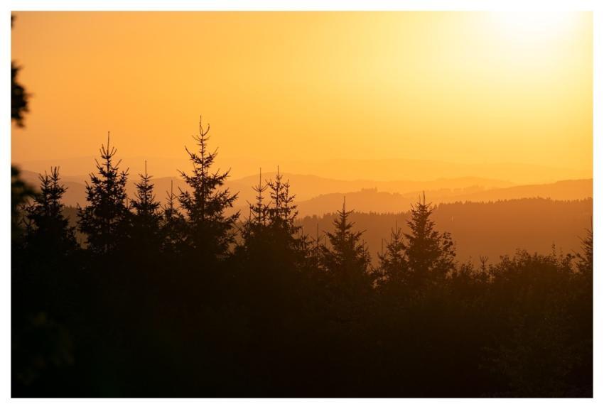 Sunset Golden Hour Silhouette Forest