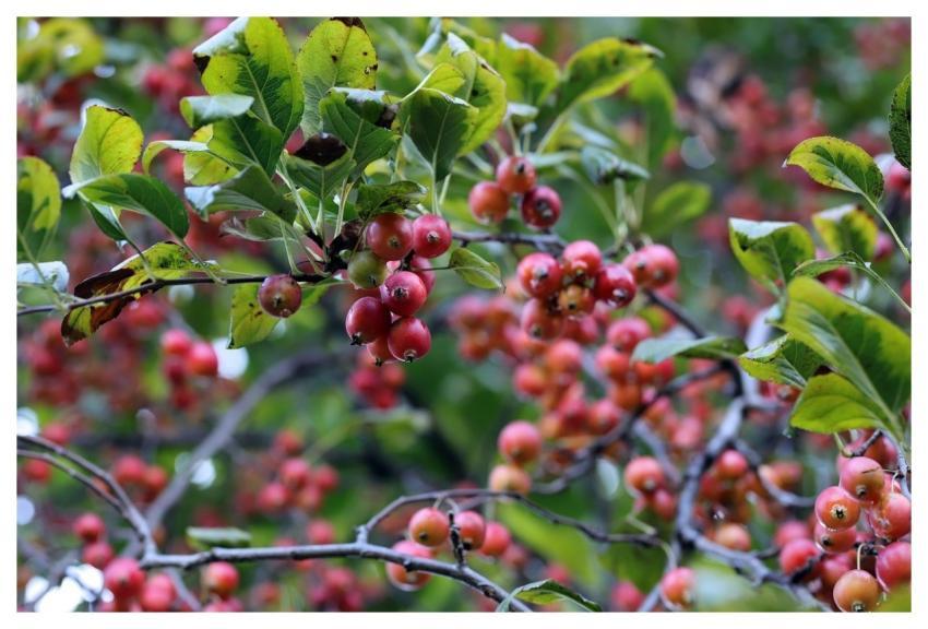 Flower Apple Nature Baby Apple Fruit