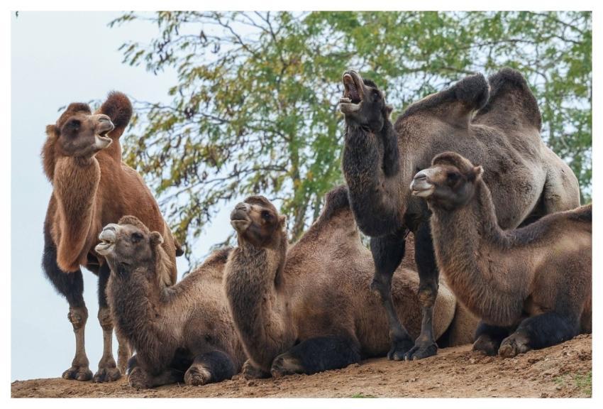 Camel Nature Desert Animal