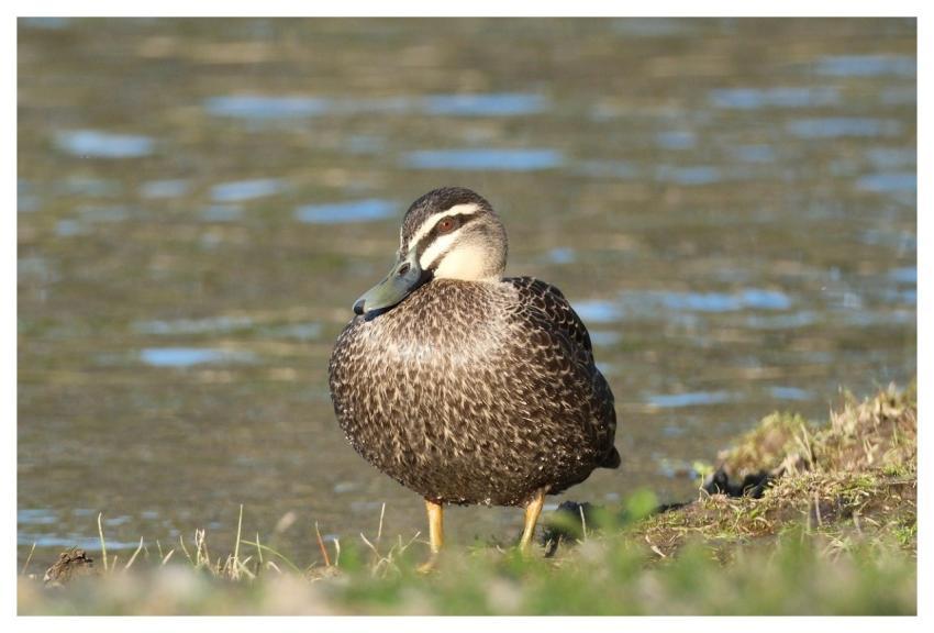 Duck Nature Wildlife Animal