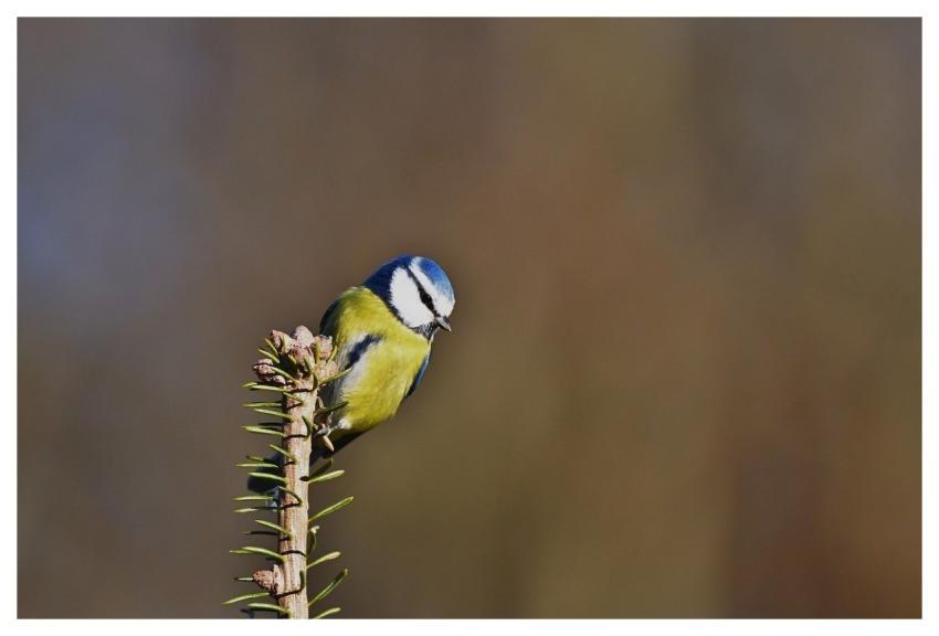 Tit Bird Twig Nature