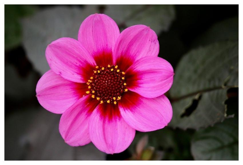 Dahlia Honey Bee Glaive Petals