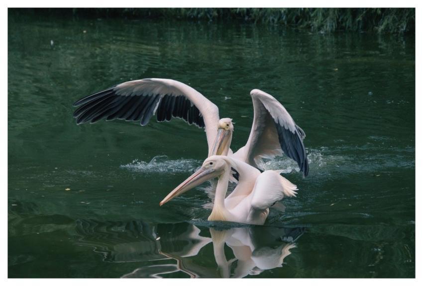 Pelican Animal Bird Waterfowl