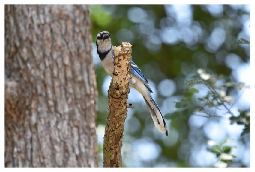 Blue Jay Jay Bird Animal