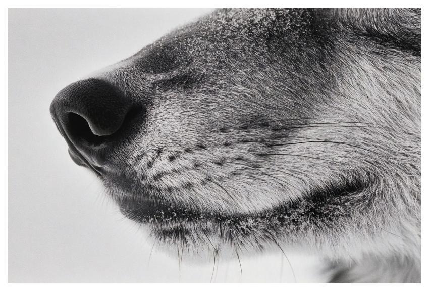 Wolf Muzzle Animal Nature