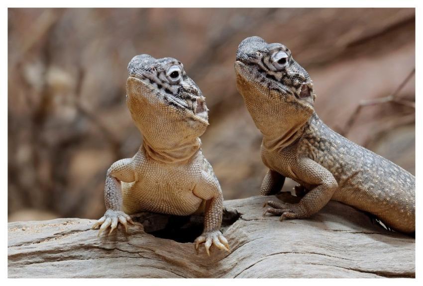 Central Netted Dragon Australian Lizard Lizard Rep