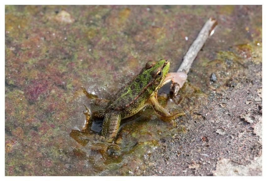 Frog Move Nature Amphibian
