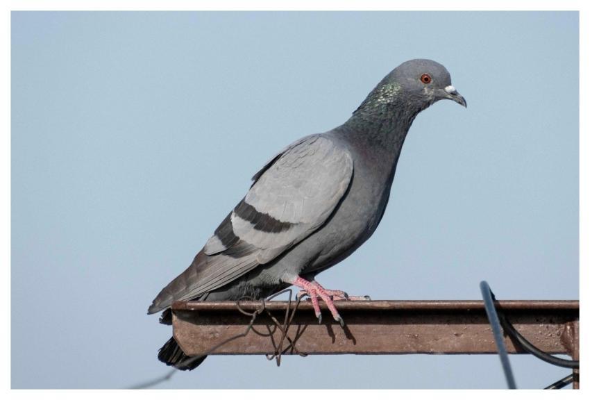 Pigeon Dove Bird Animal
