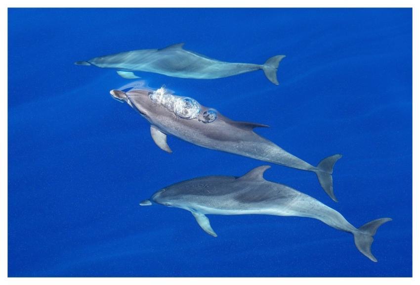 Dolphins Group Ocean Pop Up