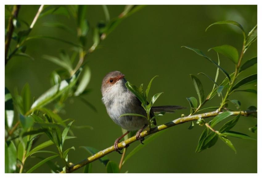 Female Wren Bird Nature