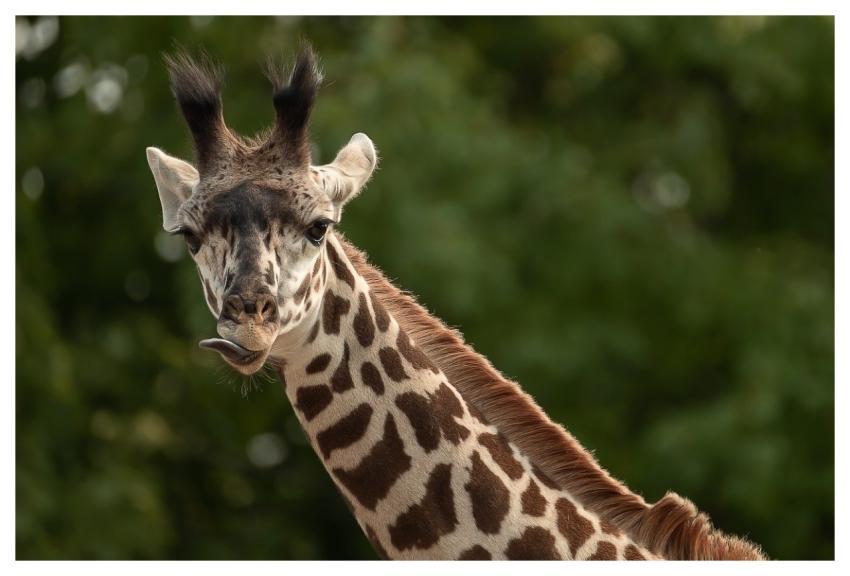 Giraffe Giraffe Portrait Funny Giraffe Giraffe Ton