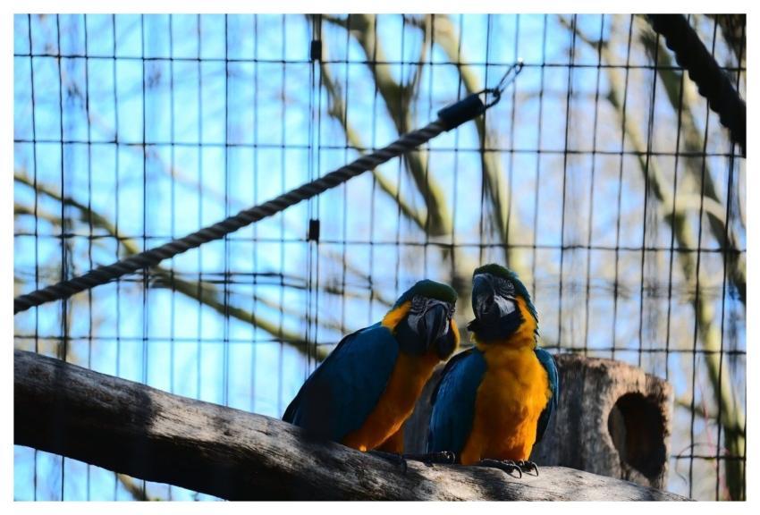 Parrot Macaw Nature Rich And Colorful