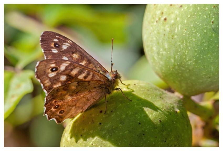 Butterfly Insect Wings Antennae
