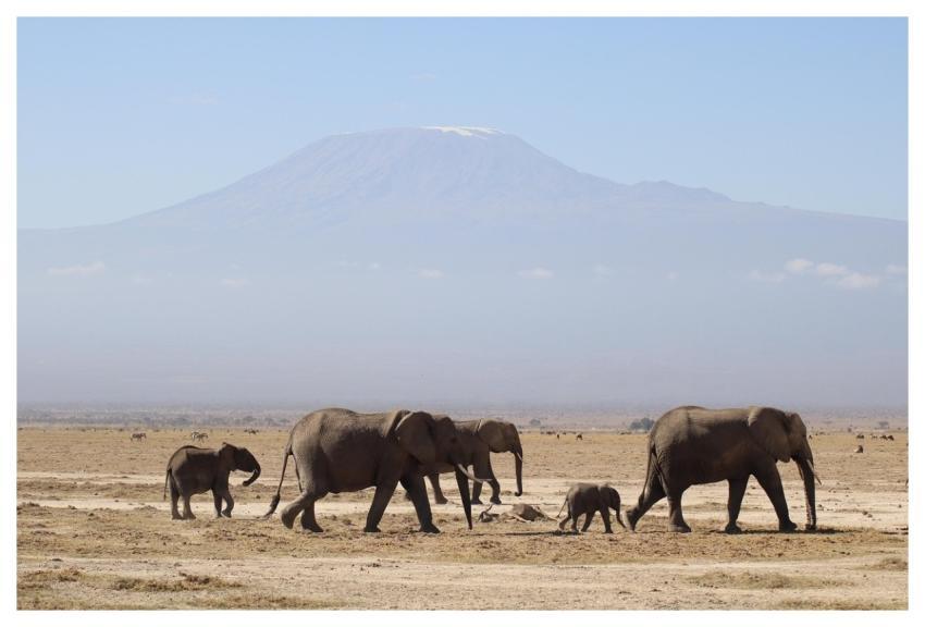 Elephants Kenya Africa Safari