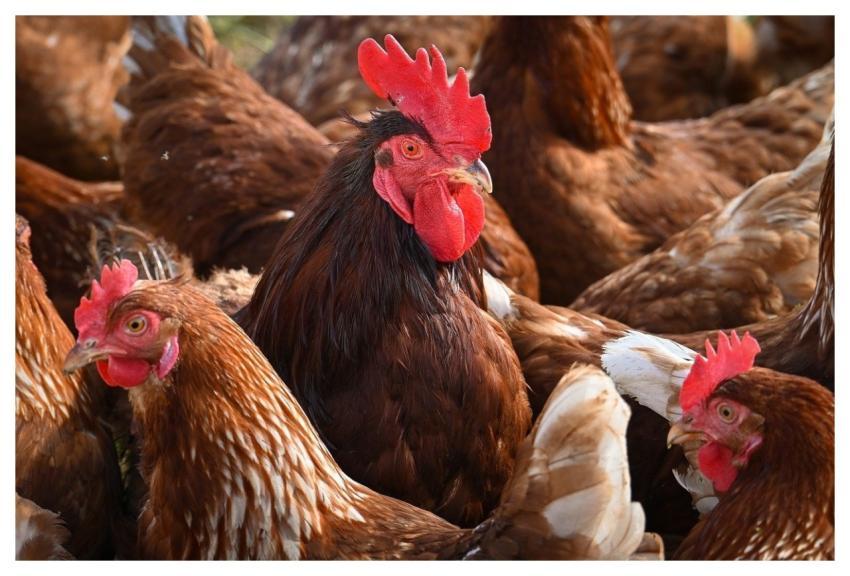 Faucet Chicken Nature Poultry