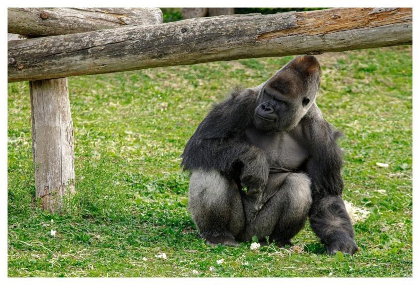 Gorilla Monkey Nature Animal