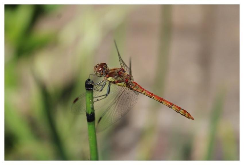Dragon-Fly Nature Wildlife Insect