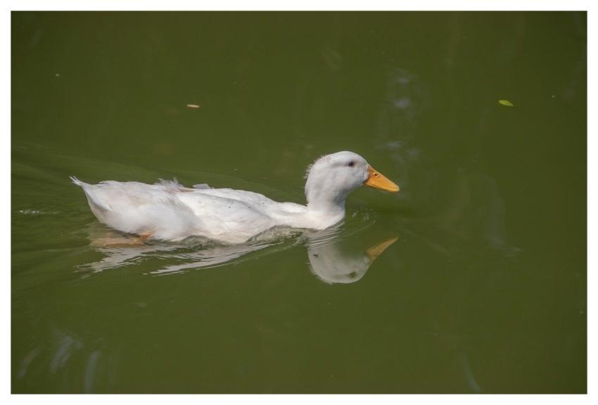 White Duck Duck Bird Waterfowl