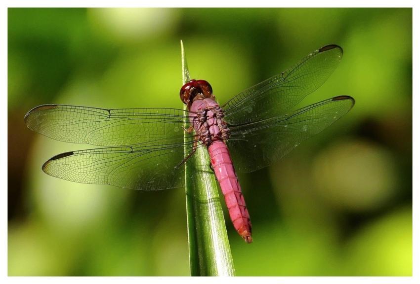 Dragon-Fly Insect Costa Rica Nature