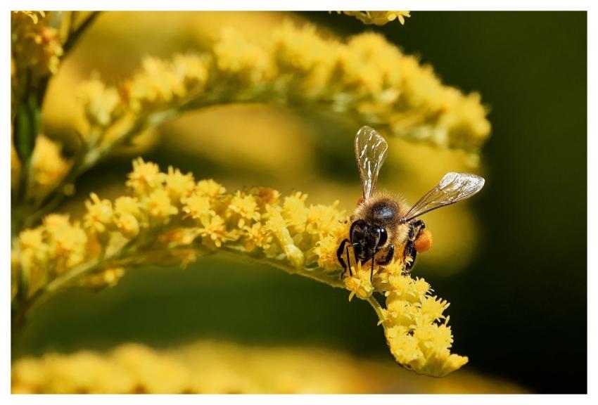 Bee Honey Bee Insect Honey