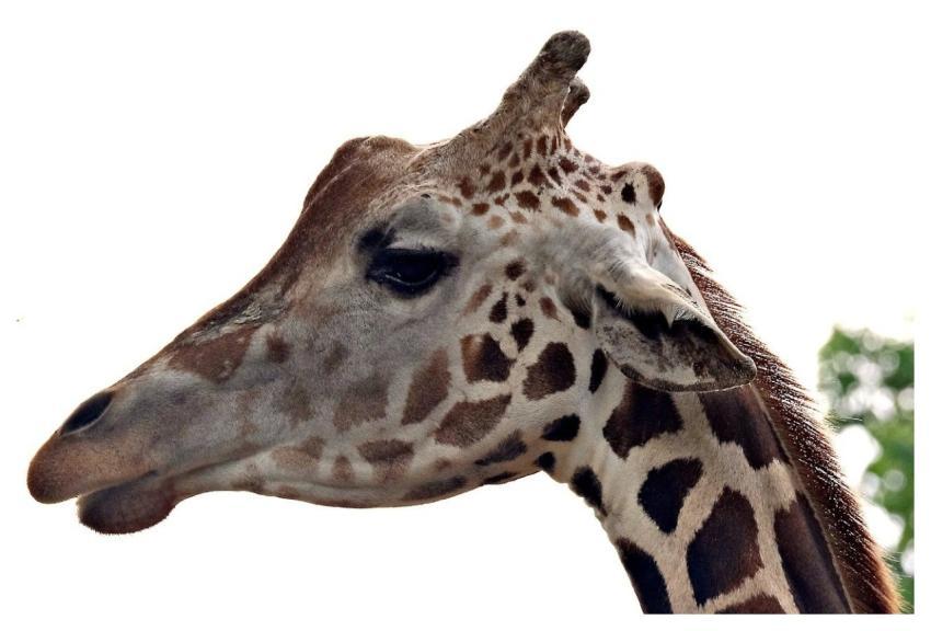 Giraffe Animal Wildlife Mammal