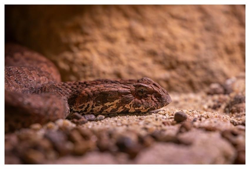 Adder Death Adder Reptile Snake