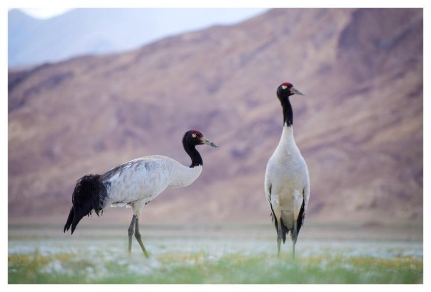Bird Top Nature U-Eynhfovfj6