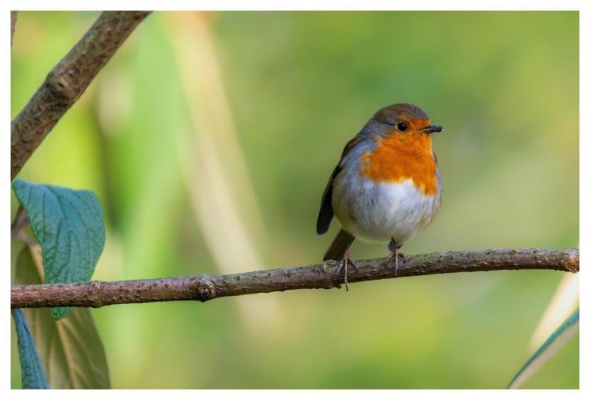 Robin Bird Animals European Robin