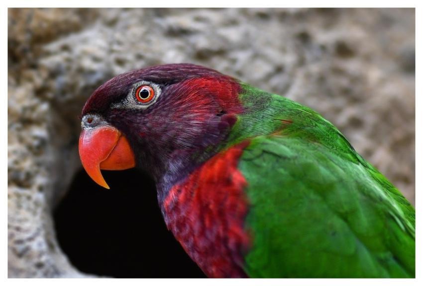 Parrot Bird Animal Beak