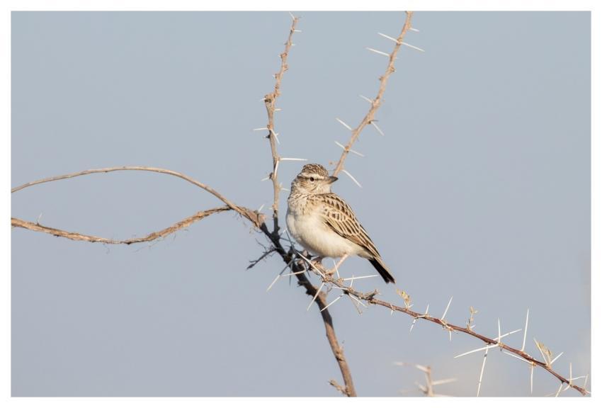 Namibia Africa Nature Safari