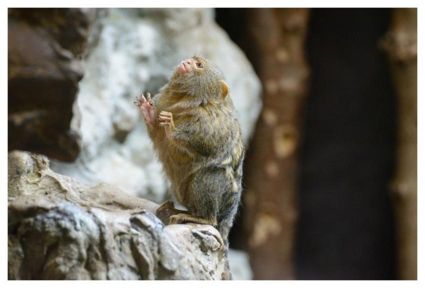 Animal Nature Zoo Oolmadefoto