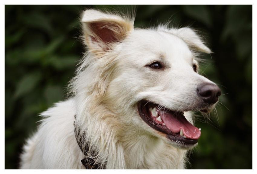 Dog Animal Domestic Animal Pet