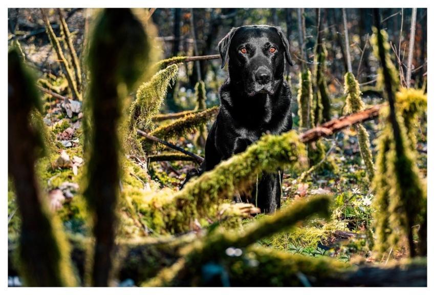 Black Labrador Ruede Sitting