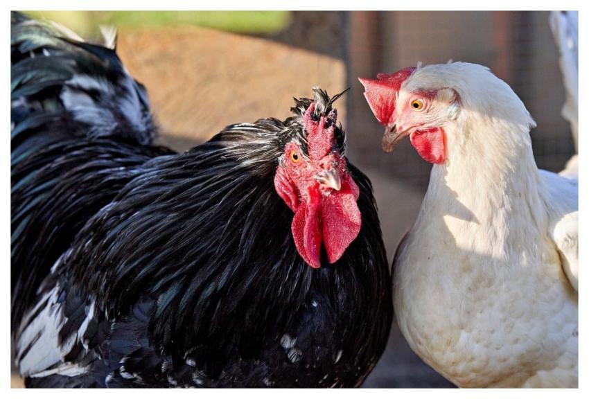 Haan Chicken Poultry Bird