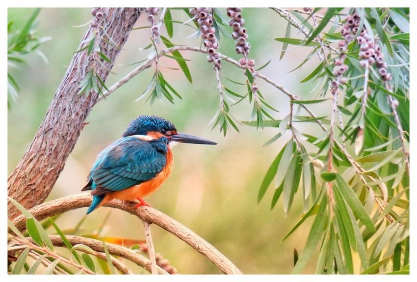 Kingfisher Natural Bird Wildlife