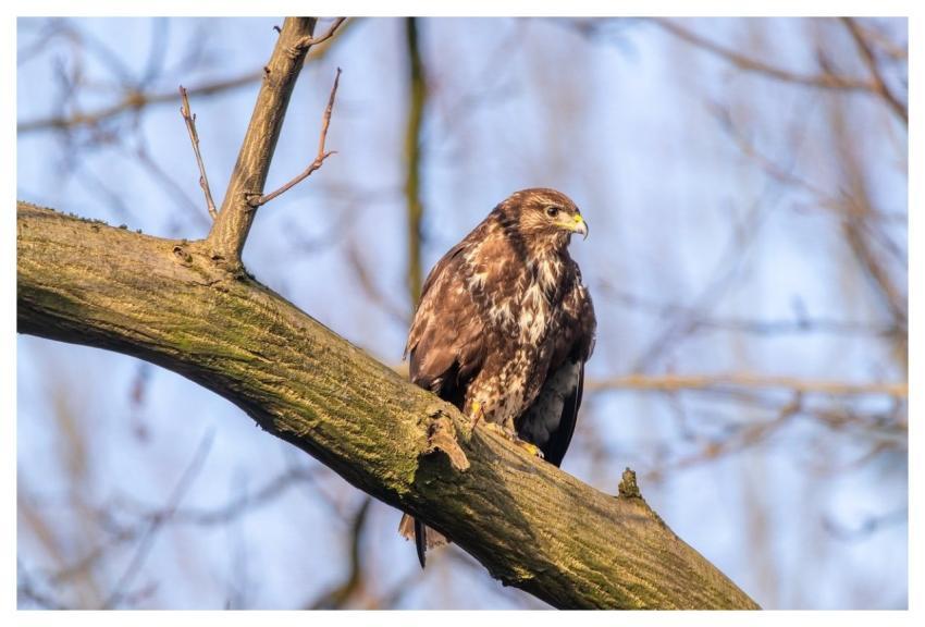 Bird Buzzard Feathers Animal