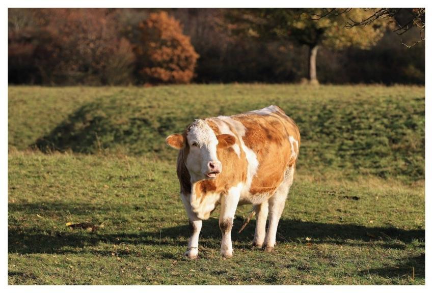 Pasture Coupling Beef Cow