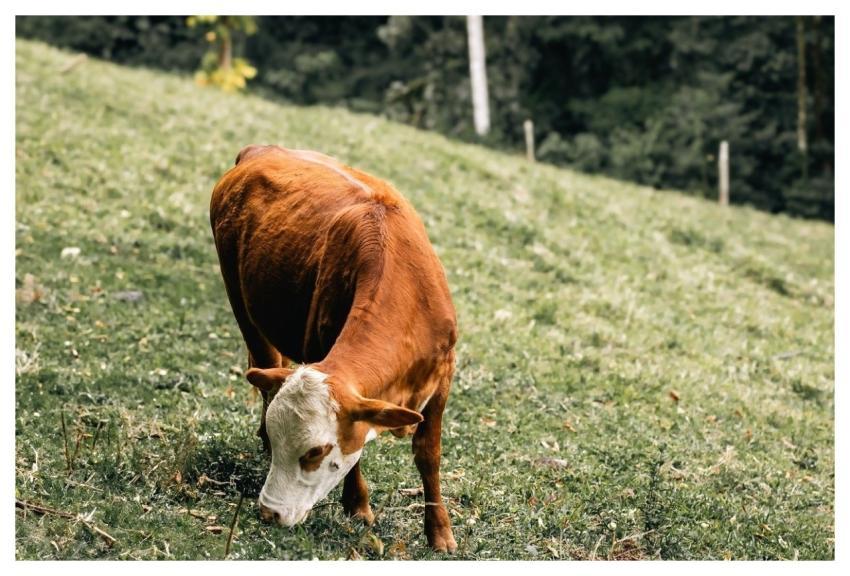 Cow Grazing Cow Eating Grass Grazing Cow Farm Cow