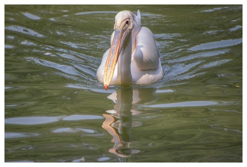 Pelican Bird Plumage Beak