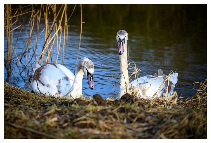 Swans Nature Birds Lake