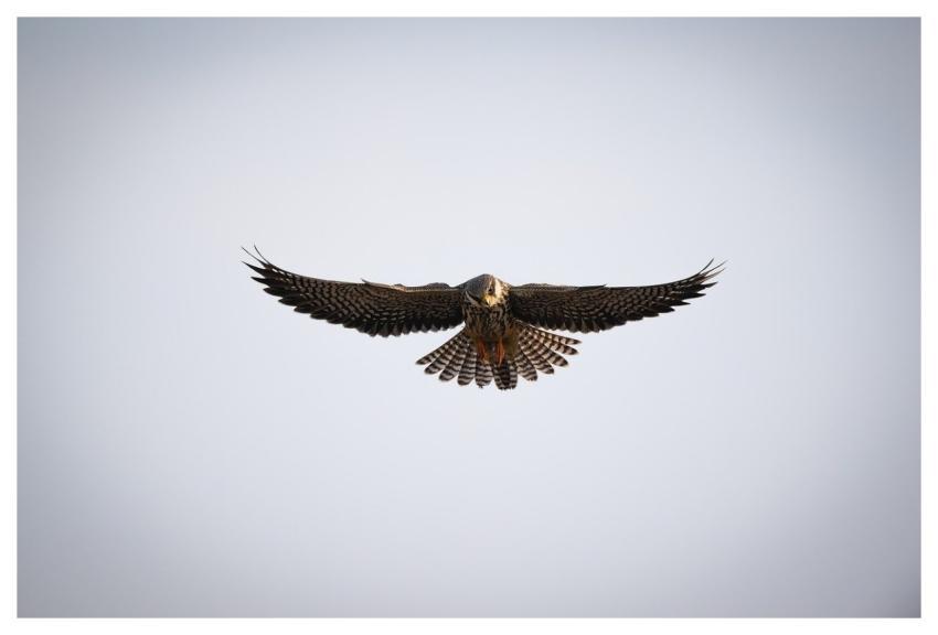 Bird Nature Animal Wildlife