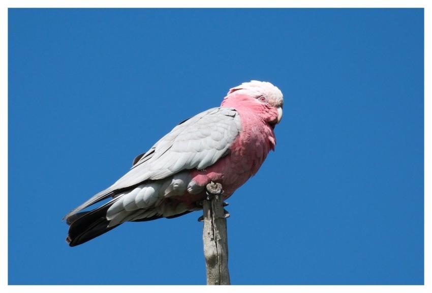 Galah Nature Bird Wildlife