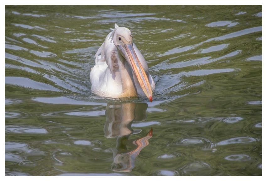 Pelican Bird Animal Feathers