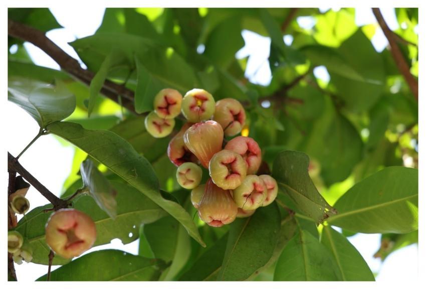 Trái Mận Trái Trái Mận Trungkhang