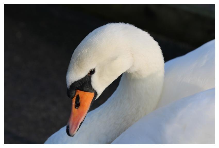 Swan Bird Nature Water